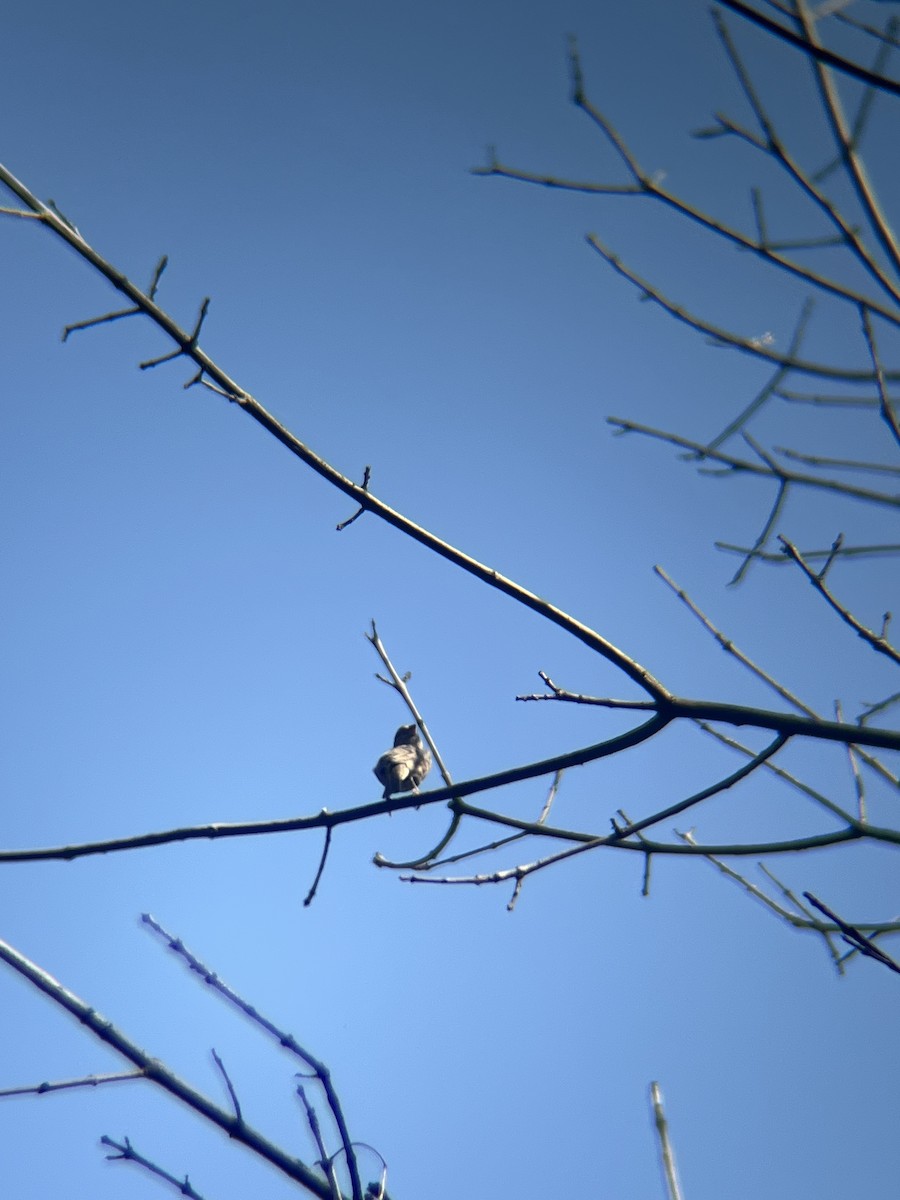 House Finch - ML641609853