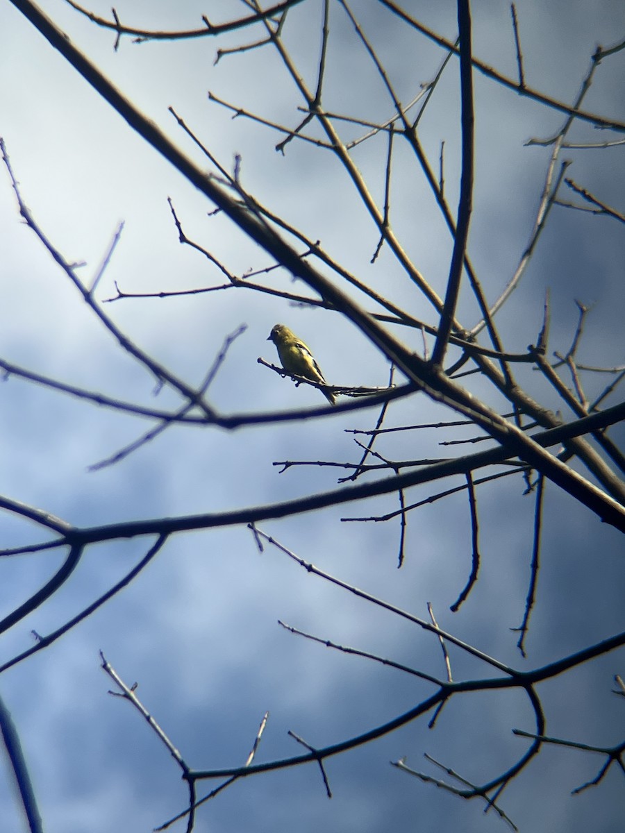 American Goldfinch - ML641609860