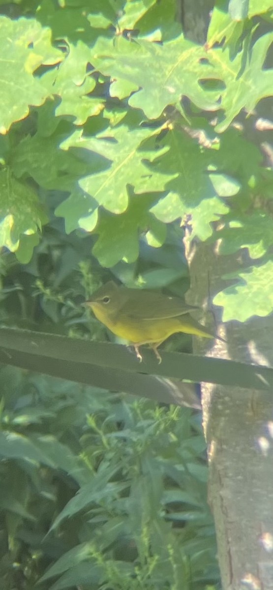 Mourning Warbler - ML641609880