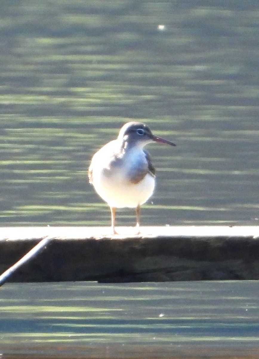 Spotted Sandpiper - ML641609889