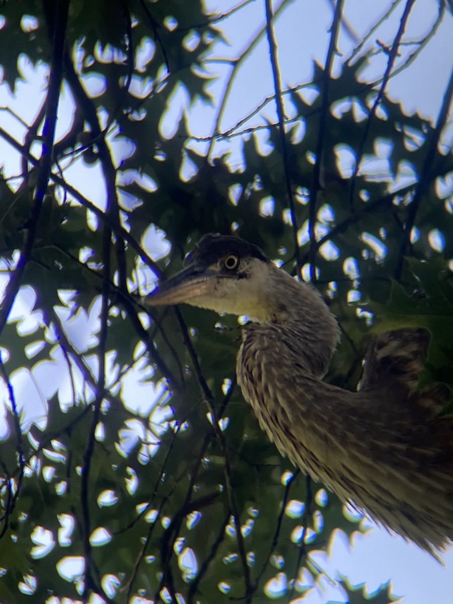 Great Blue Heron - ML641609937