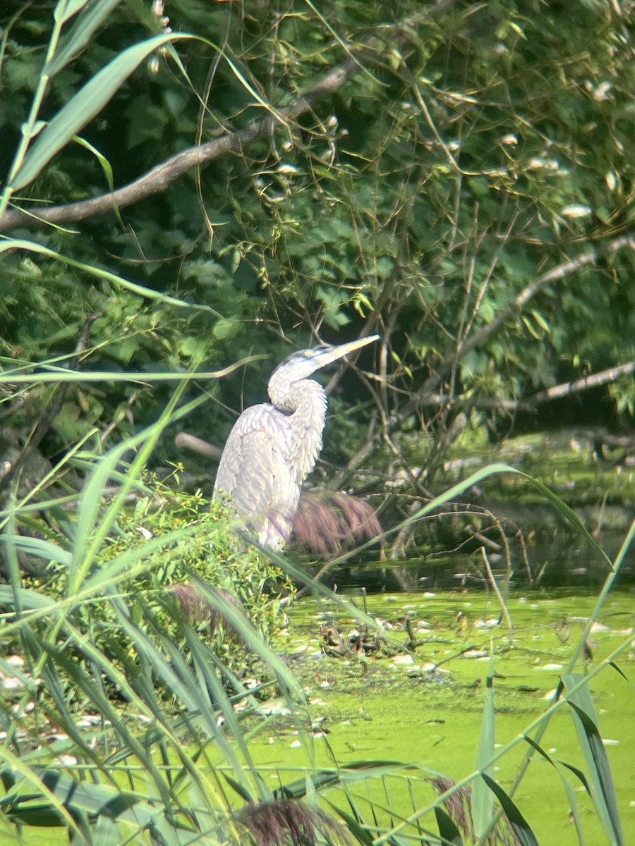 Great Blue Heron - ML641609938