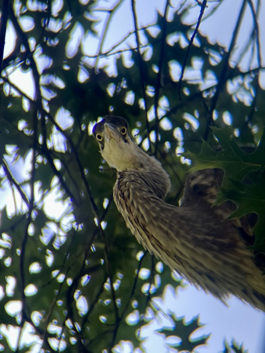 Great Blue Heron - ML641609939