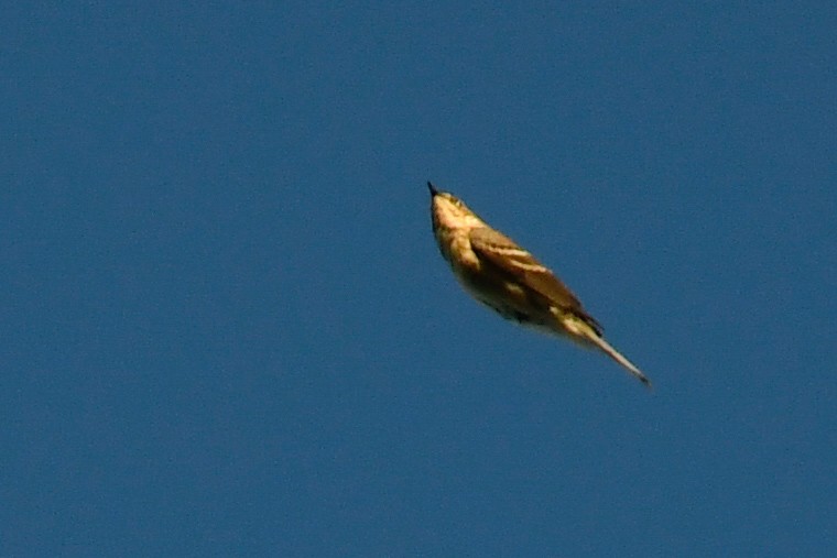 Yellow-rumped Warbler - ML641609955