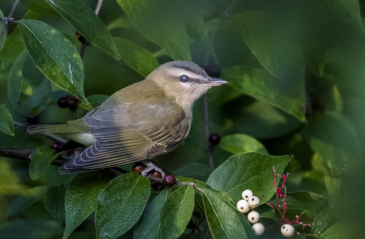 Red-eyed Vireo - ML641609965