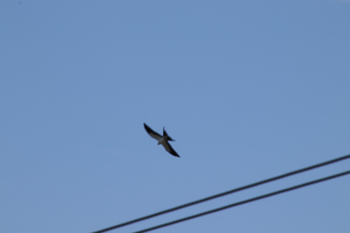 Swallow-tailed Kite - ML641609971