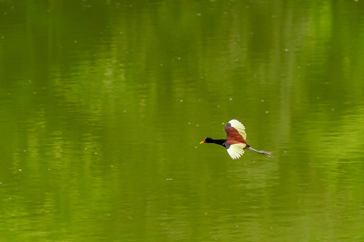 Wattled Jacana - ML641609975