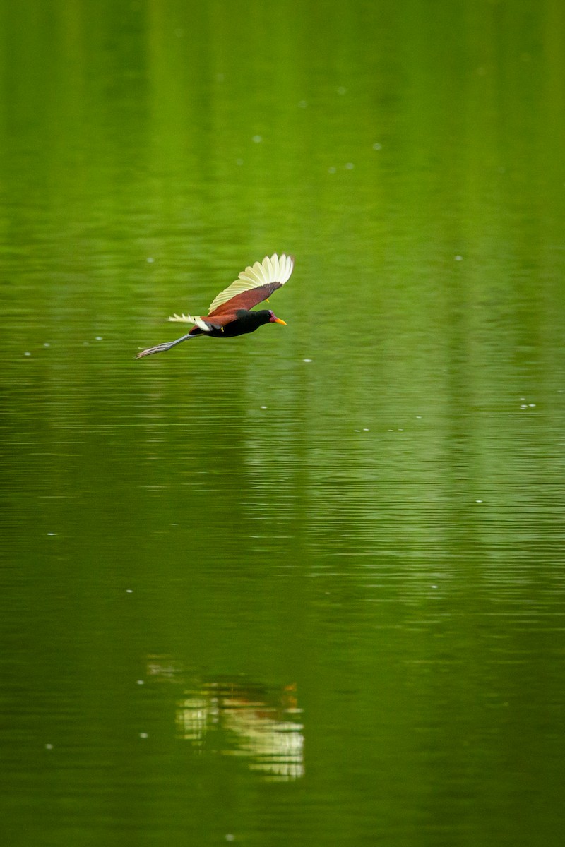 Wattled Jacana - ML641609976