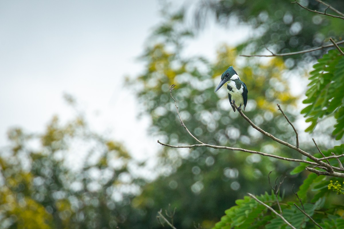 Amazon Kingfisher - ML641609990