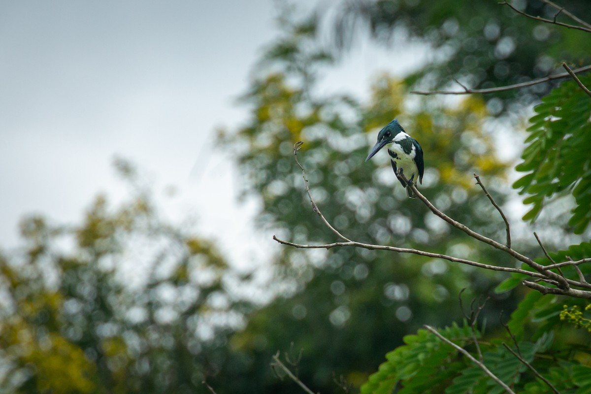 Amazon Kingfisher - ML641609991