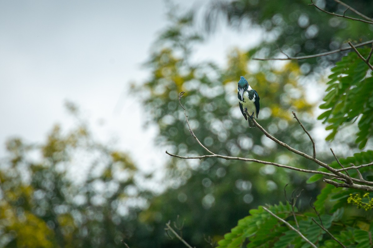 Amazon Kingfisher - ML641609992