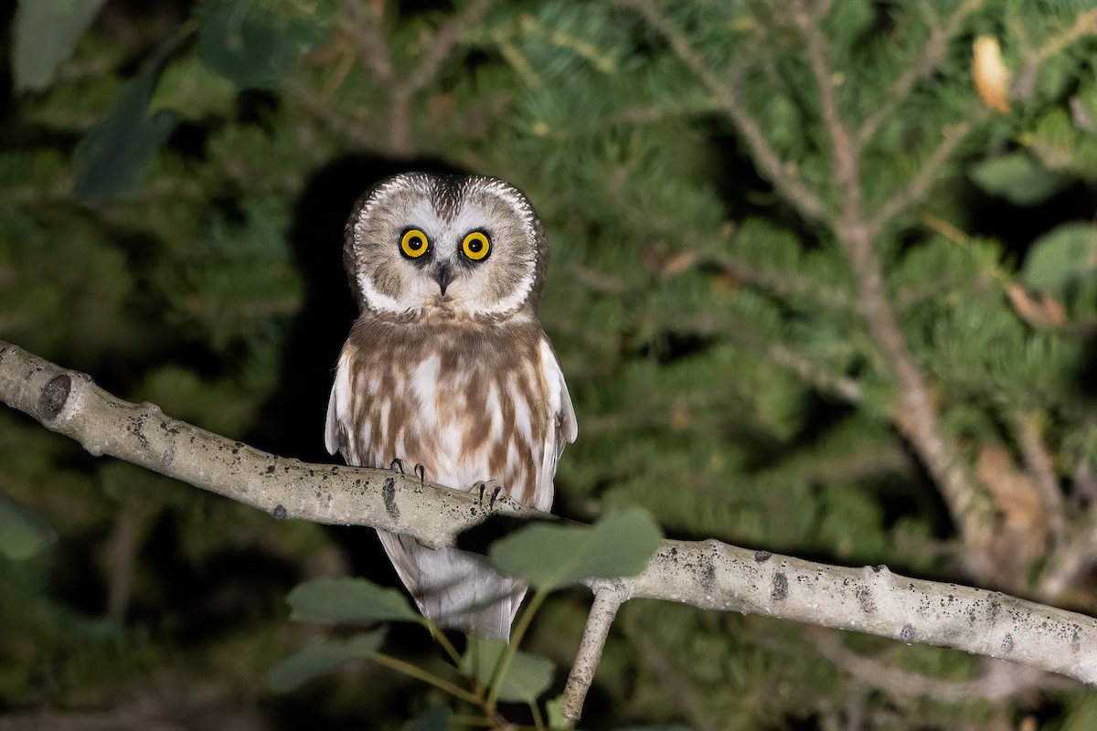 Northern Saw-whet Owl - ML641610002