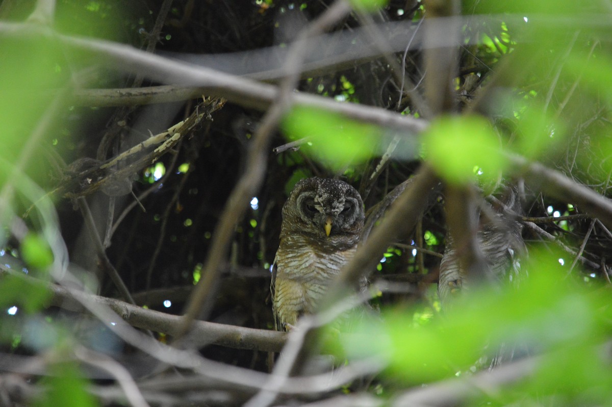 African Wood-Owl - ML641610033