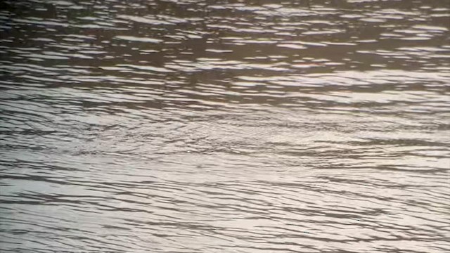 Common Pochard - ML641610046