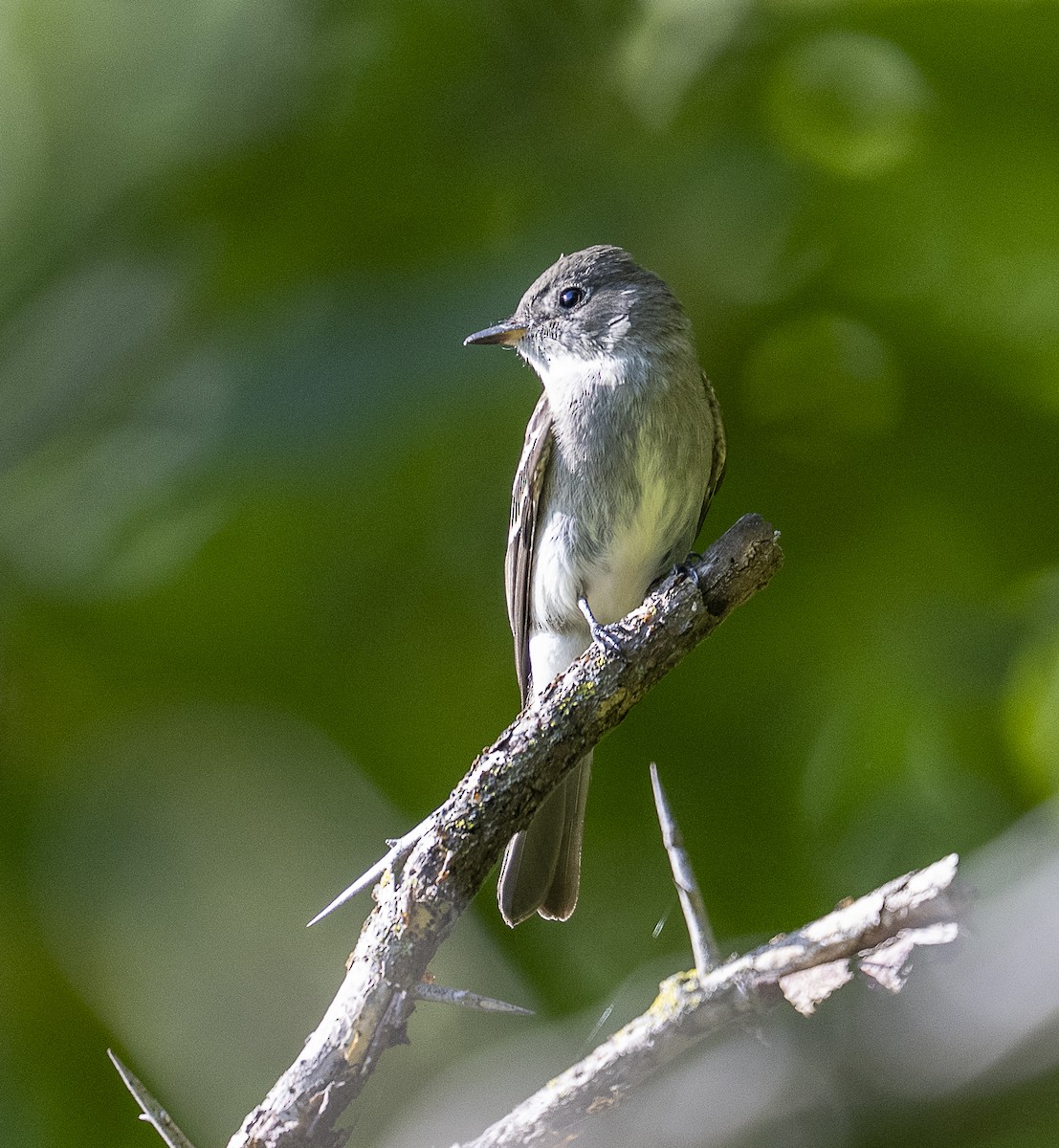 Great Crested Flycatcher - ML641610053