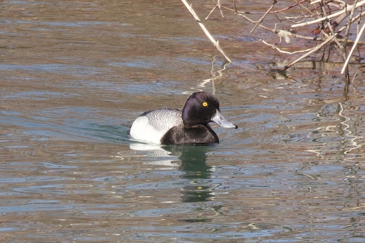 Lesser Scaup - ML641610070