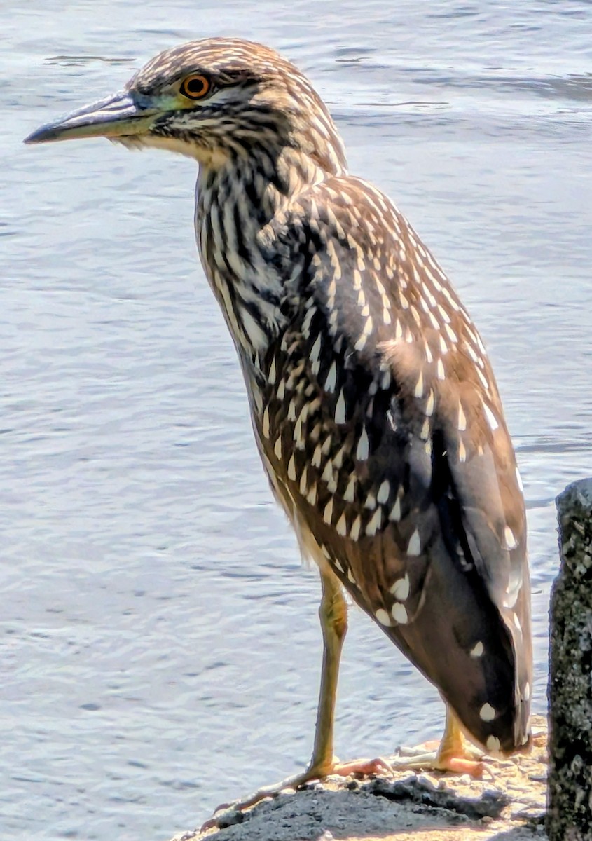 Black-crowned Night Heron - ML641610077