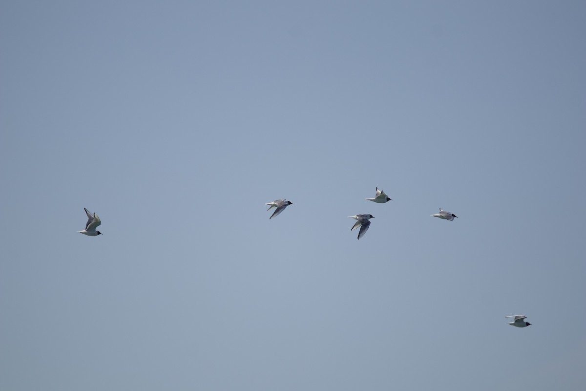 Bonaparte's Gull - ML641610125