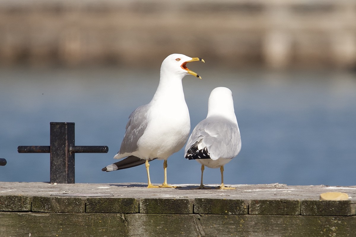 Ring-billed Gull - ML641610131