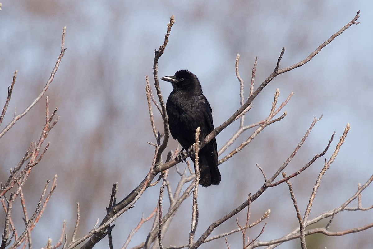 Fish Crow - ML641610141