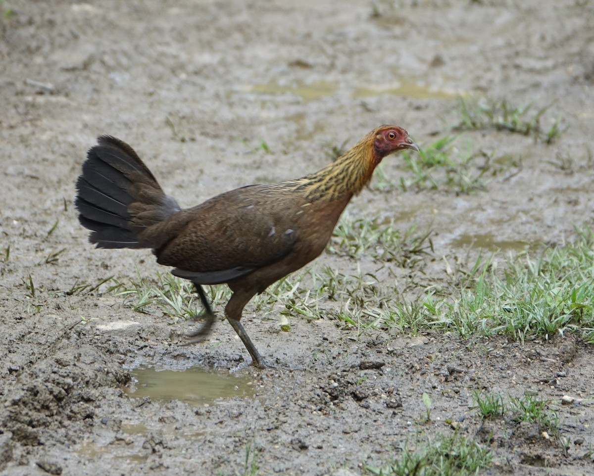 Red Junglefowl - ML641610147
