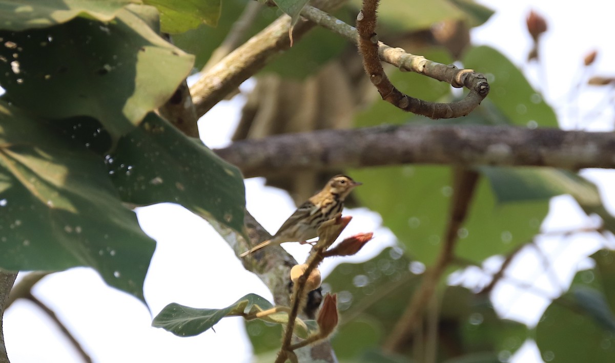 Olive-backed Pipit - ML641610153