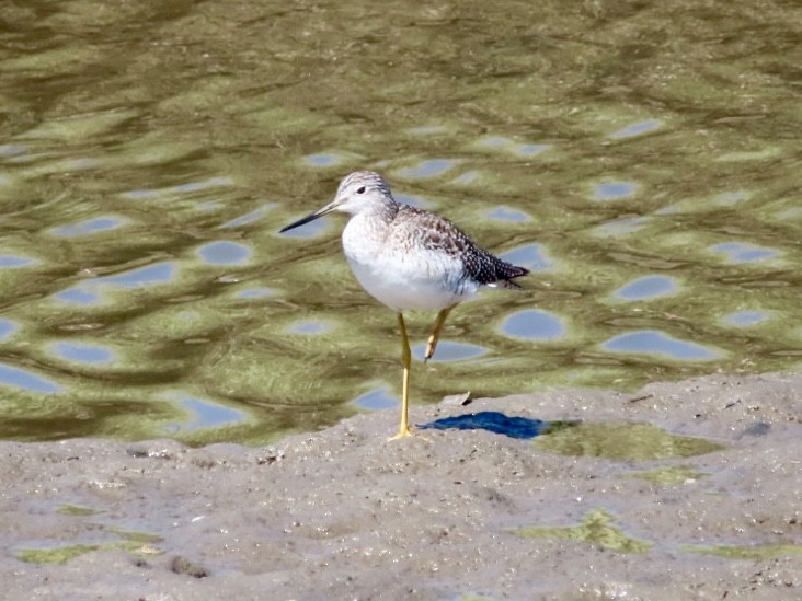 Greater Yellowlegs - ML641610196