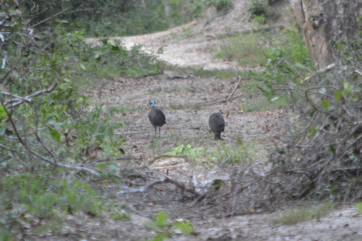 Eastern Crested Guineafowl - ML641610244