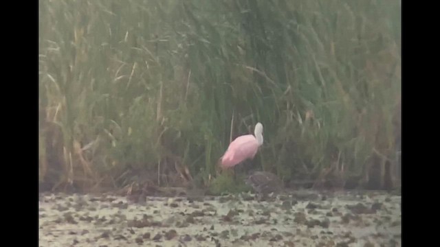 Roseate Spoonbill - ML641610247