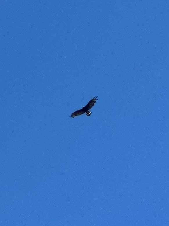 Zone-tailed Hawk - ML641610285