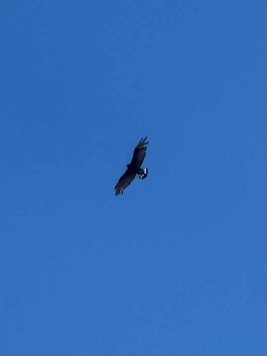 Zone-tailed Hawk - ML641610287