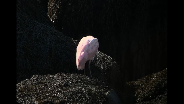 Roseate Spoonbill - ML641610299