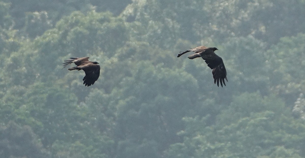 Black Eagle - ML641610313