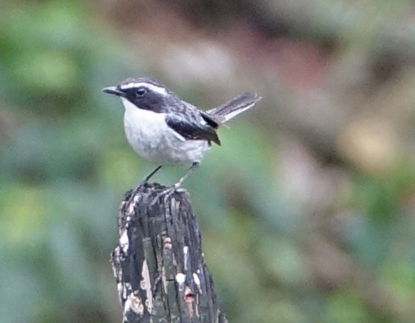 Gray Bushchat - ML641610401