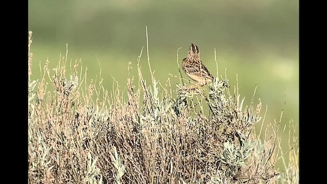 Grasshopper Sparrow - ML641610405