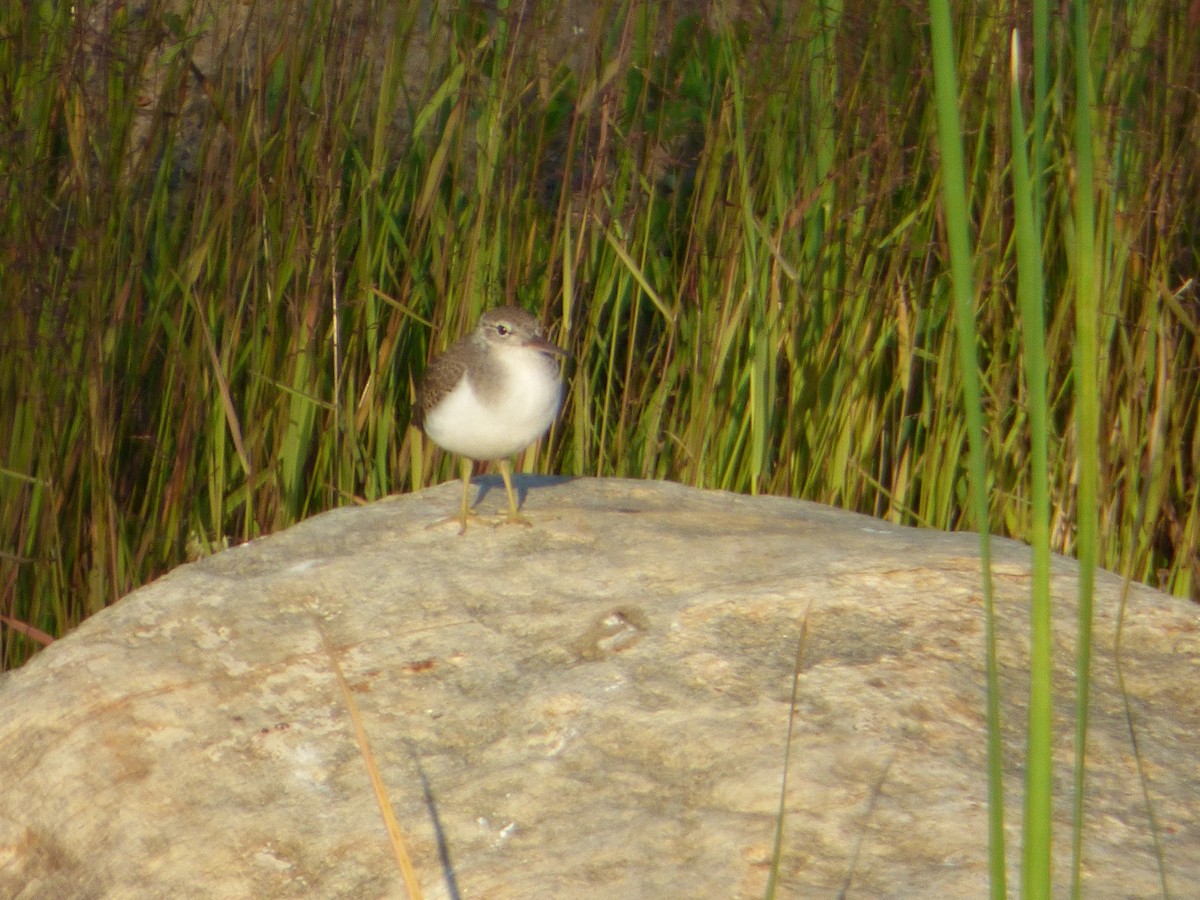 Spotted Sandpiper - ML64161041