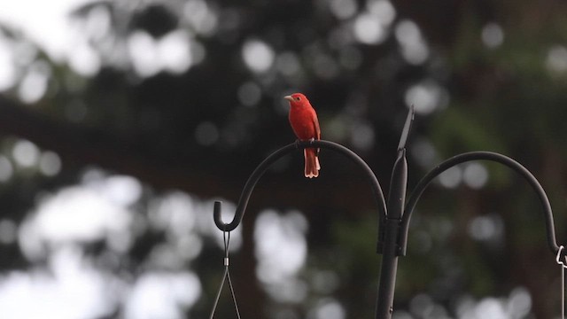Summer Tanager - ML641610469