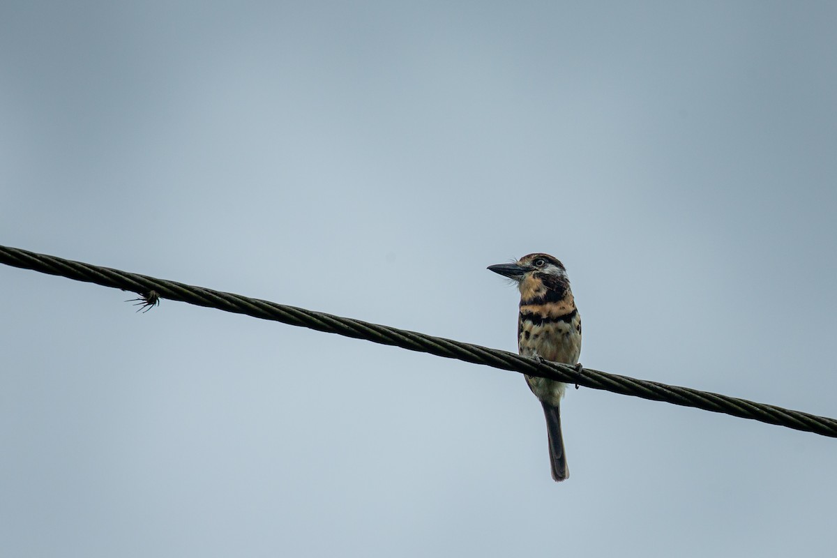 Two-banded Puffbird - ML641610485