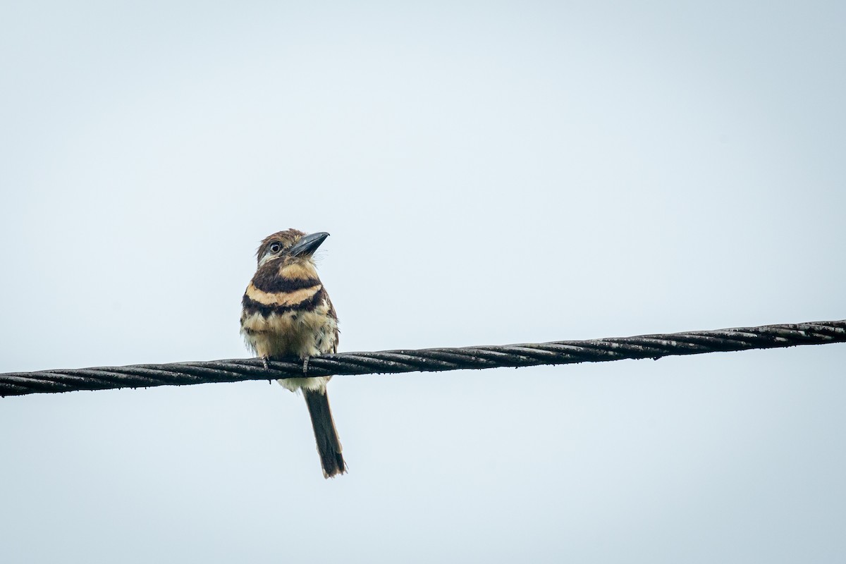Two-banded Puffbird - ML641610486