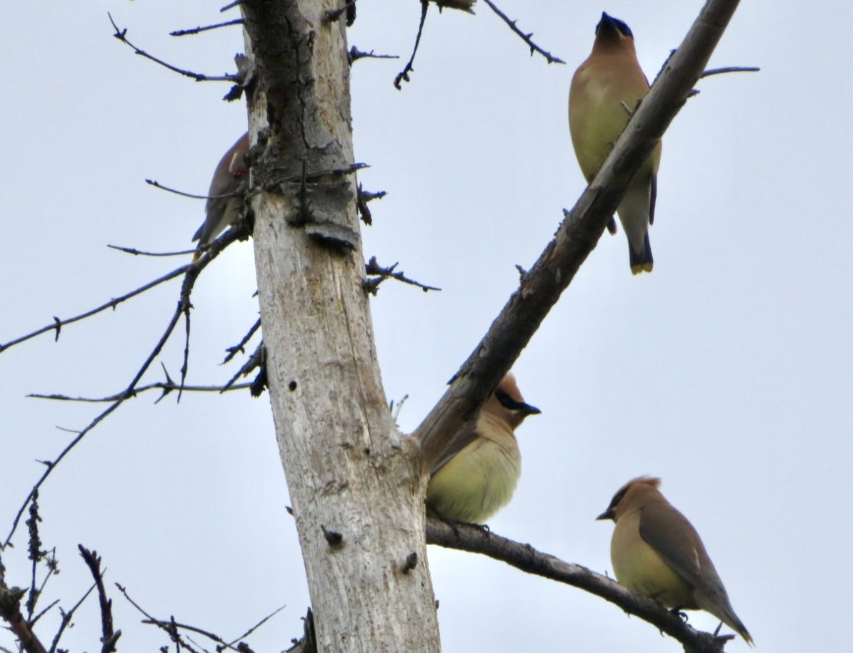 Cedar Waxwing - ML641610493