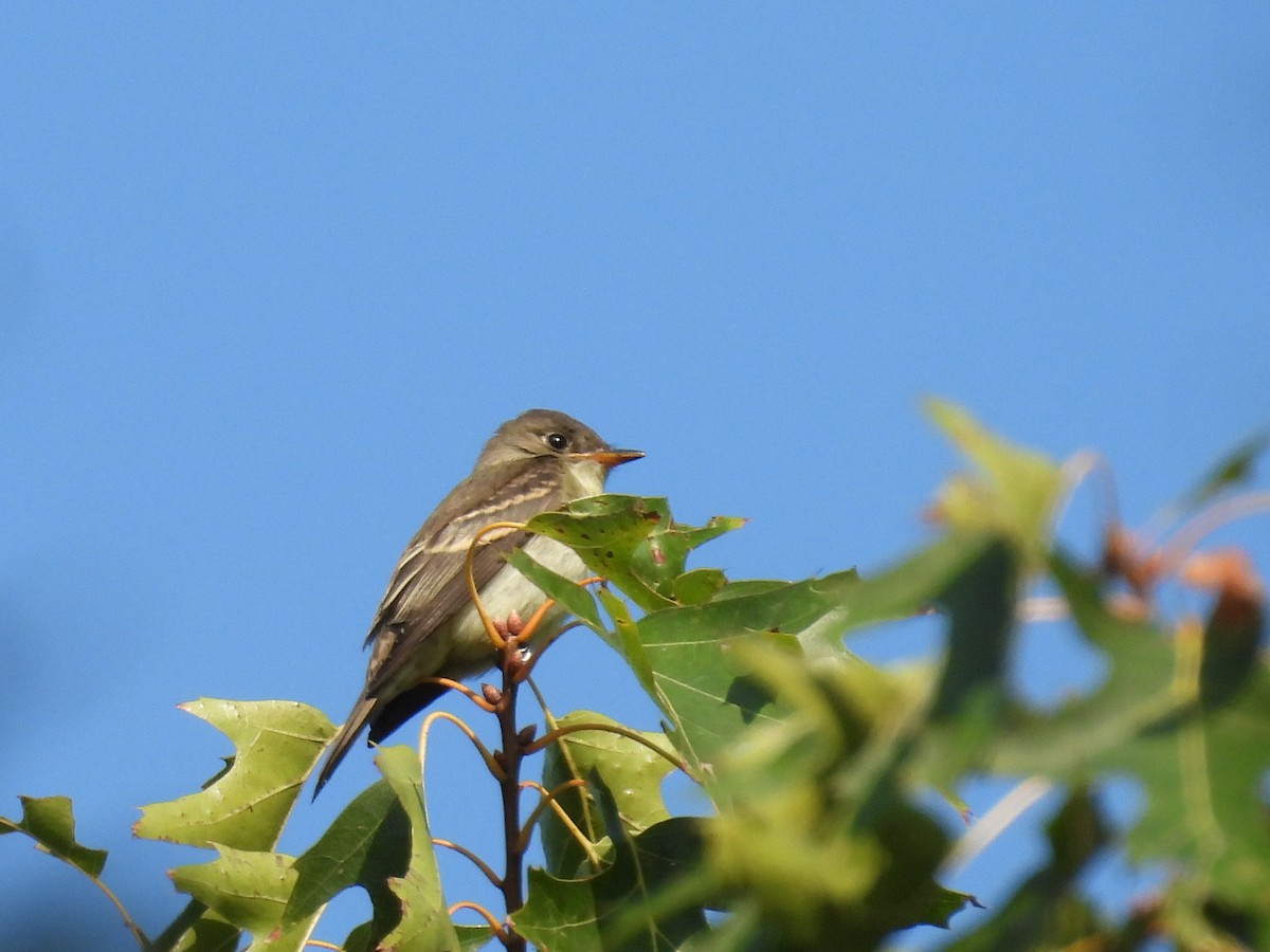 Eastern Wood-Pewee - ML641610515