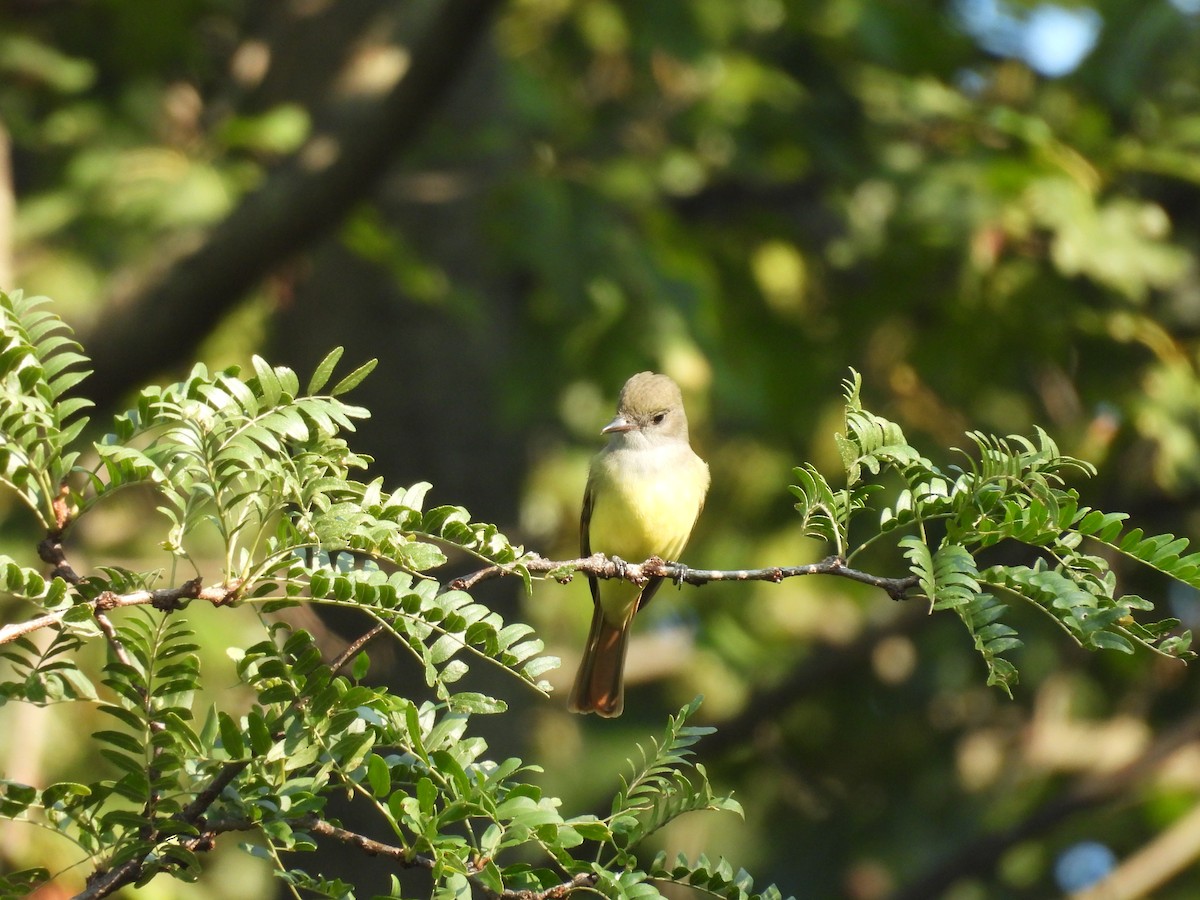 Great Crested Flycatcher - ML641610528