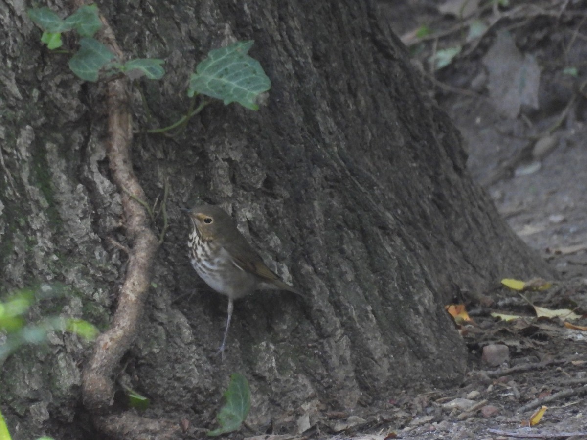 Swainson's Thrush - ML641610543