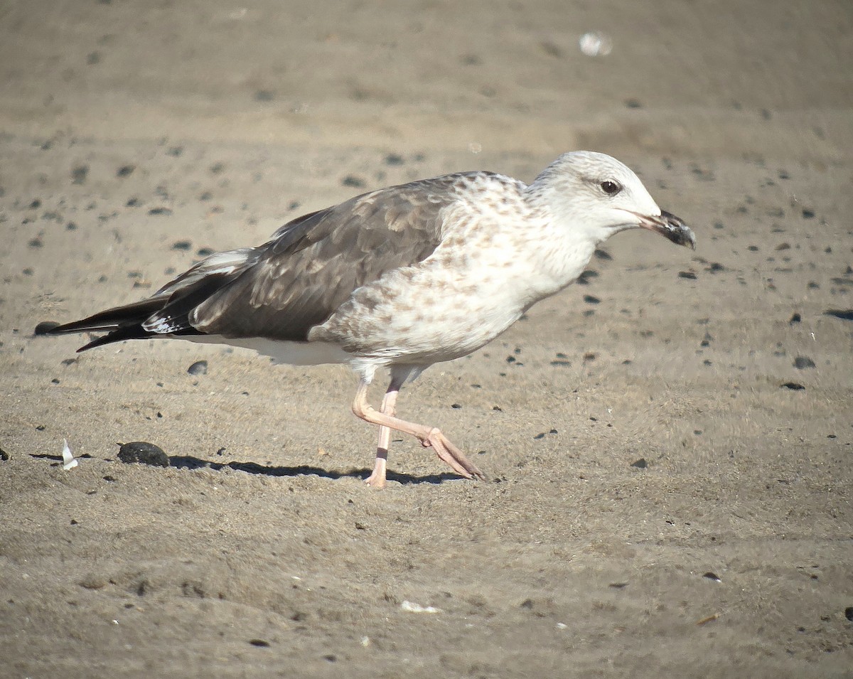 Lesser Black-backed Gull - ML641610544