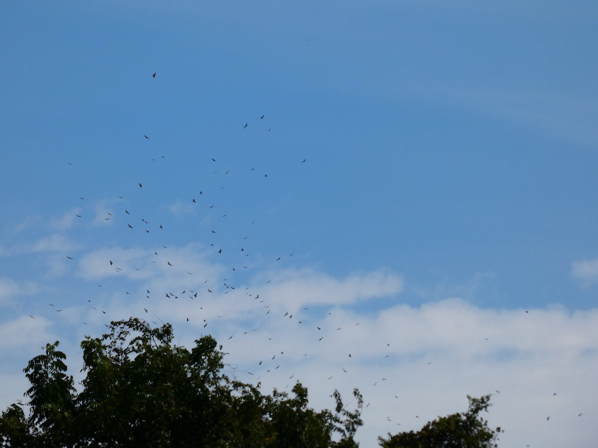 Broad-winged Hawk - ML641610546
