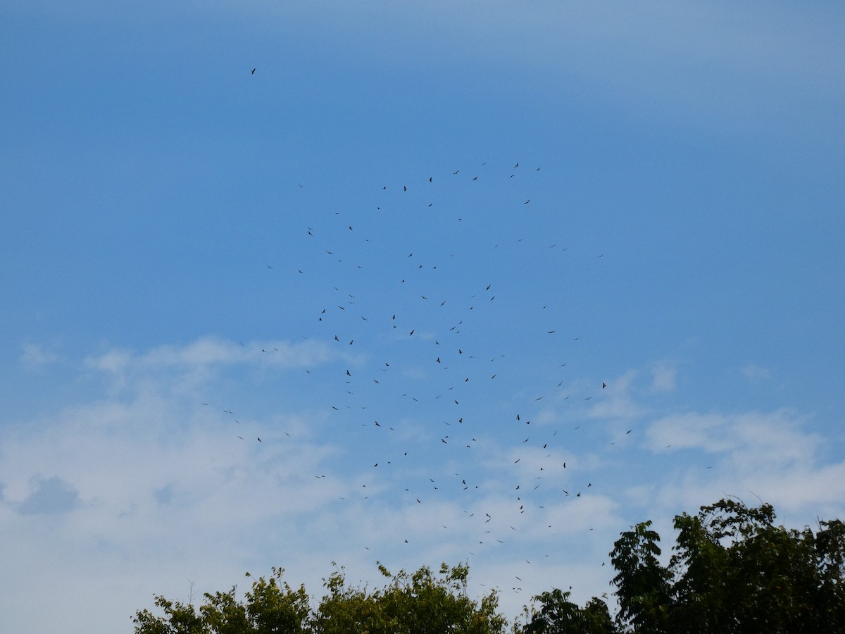 Broad-winged Hawk - ML641610547