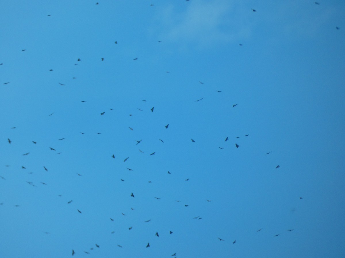 Broad-winged Hawk - ML641610548