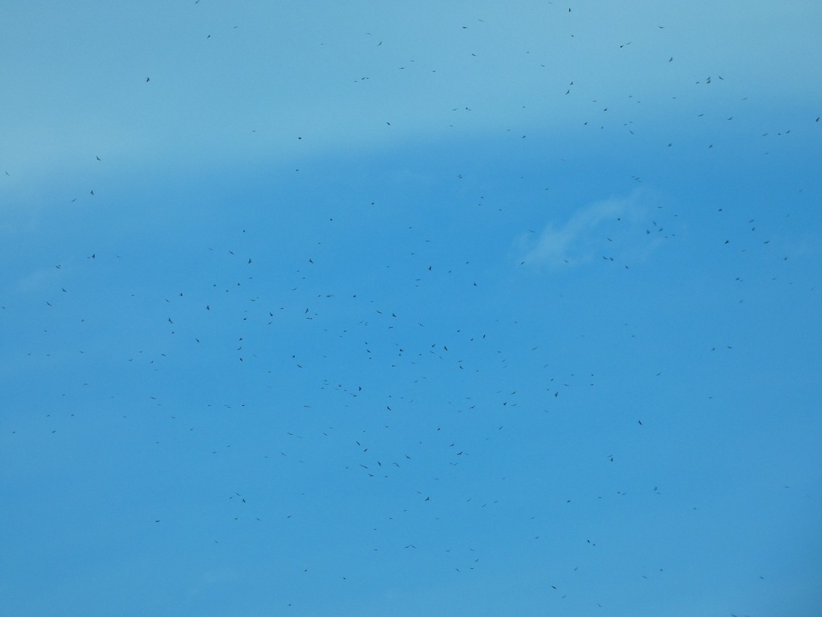 Broad-winged Hawk - ML641610549