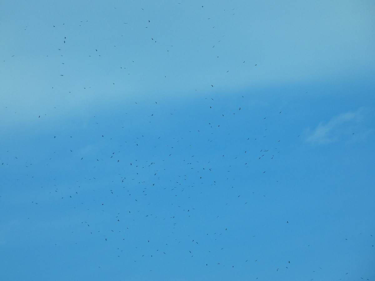 Broad-winged Hawk - ML641610550