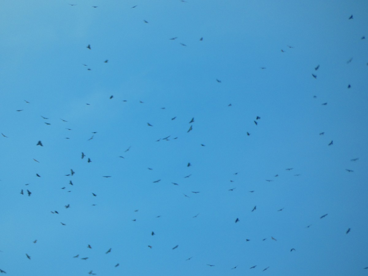 Broad-winged Hawk - ML641610551